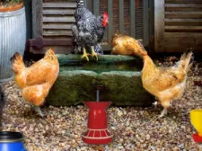 Poultry Farm Easter Escape